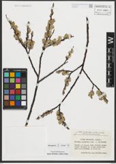 Foto von Salix rhaetica Andersson